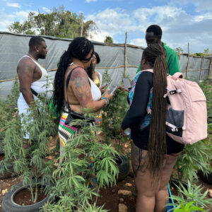 Weed Farm Tour in Montego Bay