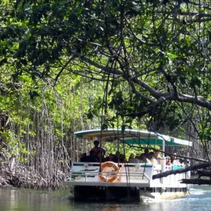 Black River Safari & YS Falls Combo Tour Package