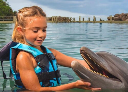 Dolphin Swim Adventure – Lucea