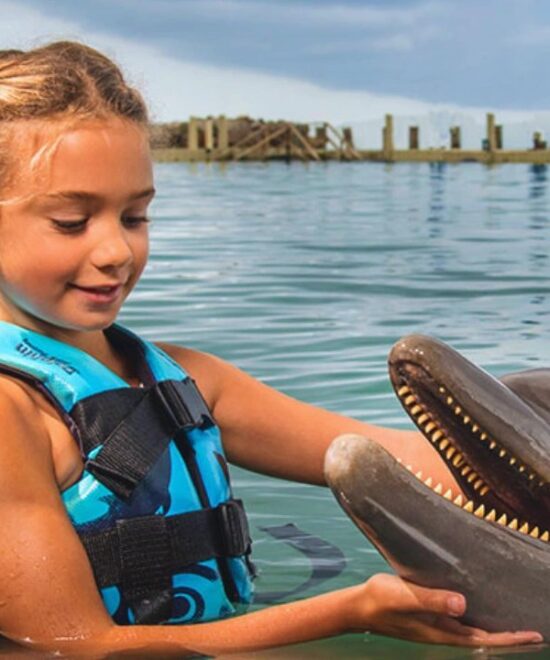 Dolphin Swim Adventure – Lucea